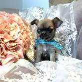 チワワ(スムース)【長野県・女の子・2022年8月30日・ブルーフォーン】の写真4