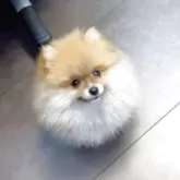 ポメラニアン