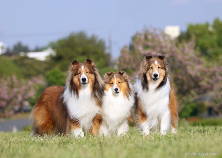 大澤　由利香(おおさわ　ゆりか)ブリーダー(群馬県・シェットランドシープドッグ・JKC登録)の紹介写真3