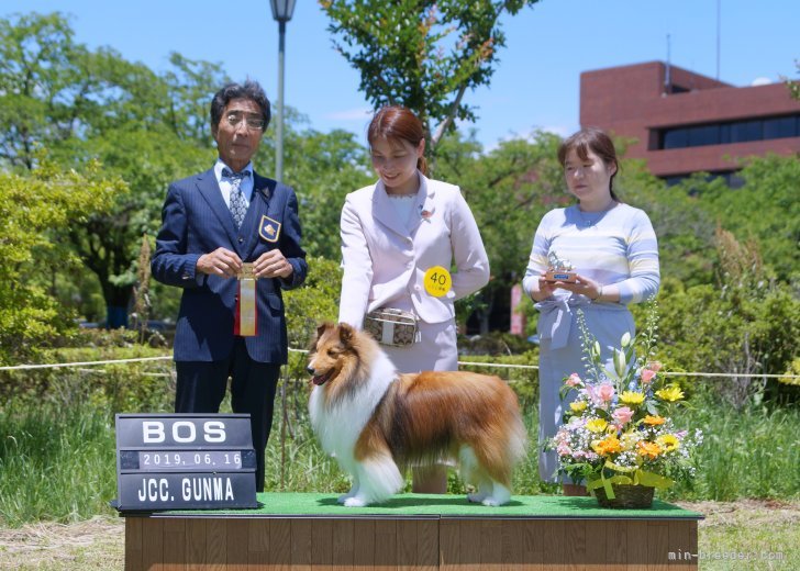 大澤　由利香(おおさわ　ゆりか)ブリーダー(群馬県・シェットランドシープドッグ・JKC登録)の紹介写真9