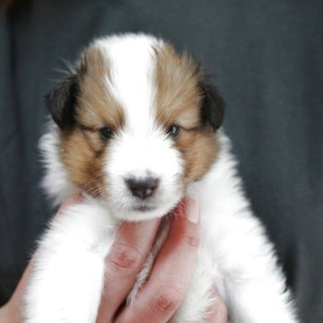 シェットランドシープドッグ【群馬県・男の子・2025年5月18日・セーブル&ホワイト】の写真「派手なフルカラー、ブレーズ　両親チャンピオン」