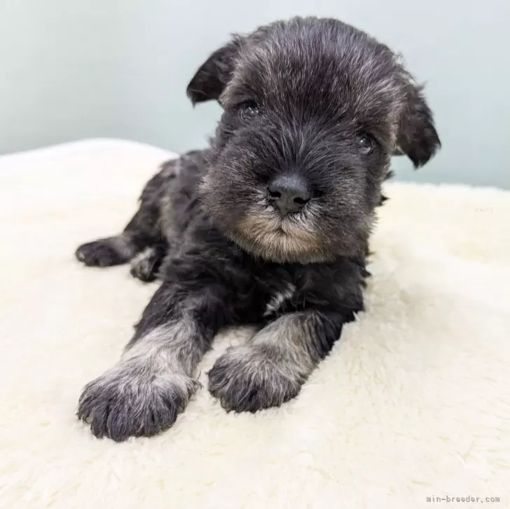 ID：2501-06768の子犬