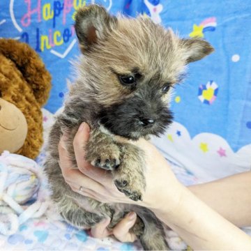 ケアーンテリア【千葉県・男の子・2024年1月8日・ウィートン】の写真「日本では珍しい犬種❤」