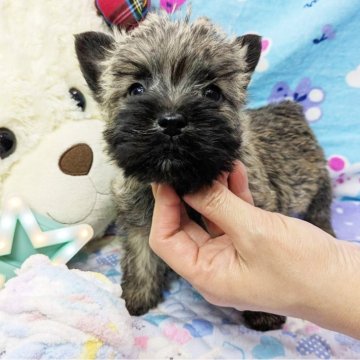 ケアーンテリア【千葉県・男の子・2024年1月8日・ウィートン】の写真「熊さん顔の可愛い男の子です❤」