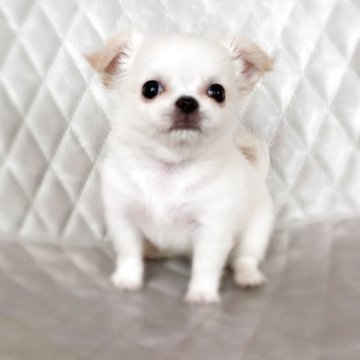 チワワ(ロング)【京都府・男の子・2025年4月28日・クリーム】の写真「お目目クリクリ可愛い子」