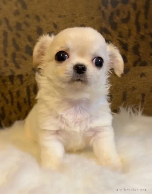 ID：2105-02448の子犬