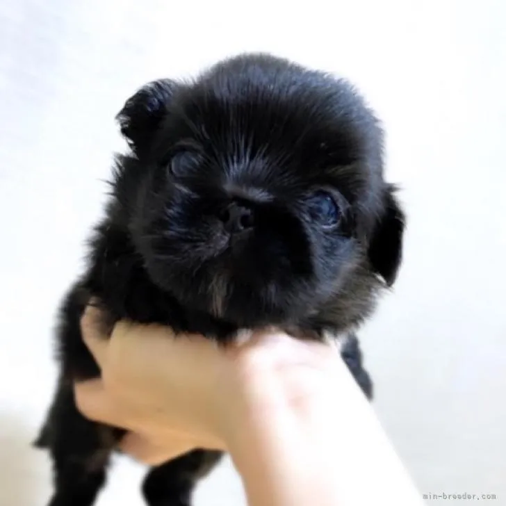 ID:2208-00048の子犬