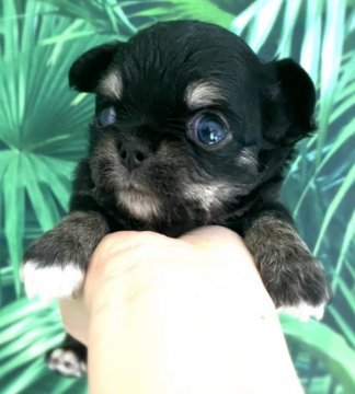 チワワ(ロング)【京都府・男の子・2020年12月25日・ブラックタン】の写真「お鼻が低く可愛い男の子です」