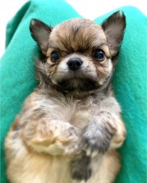 チワワ(ロング)【京都府・男の子・2021年8月22日・レッド】の写真「モフモフ♡コロコロな可愛い男の子♡」