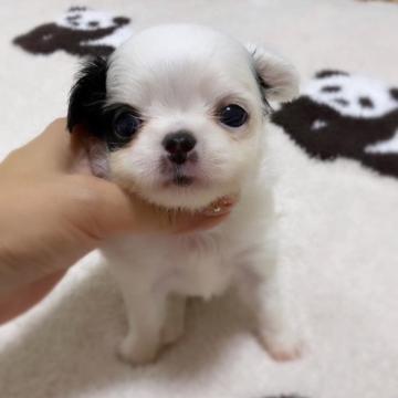 チワワ(ロング)【京都府・男の子・2022年8月11日・ホワイト&ブラック】の写真「ミッキーマウスみたいに可愛い子です♡」