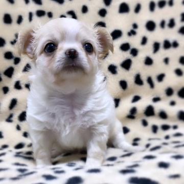 チワワ(ロング)【京都府・男の子・2022年9月29日・クリーム】の写真「モフモフ♡コロコロの可愛い男の子です」