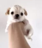 チワワ(ロング)【京都府・男の子・2024年3月22日・クリーム】の写真4