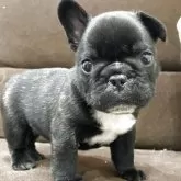フレンチブルドッグ