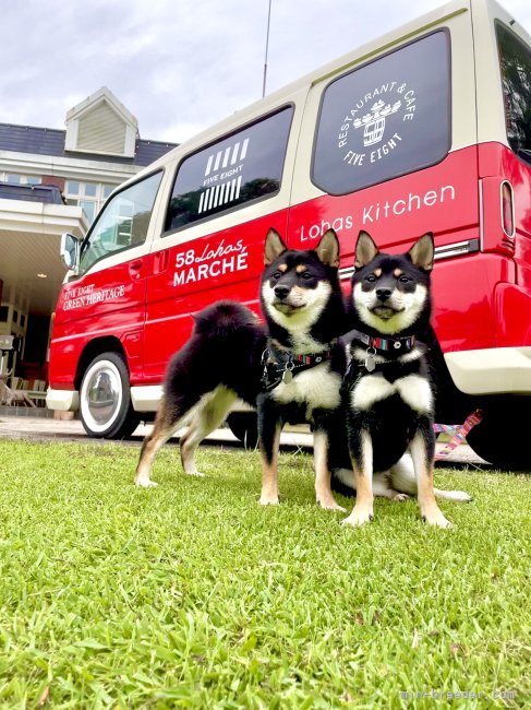 遊ぶのだいすき🤗小梅(*'▽')小寿々｜大牧　裕司(おおまき　ゆうじ)ブリーダー(栃木県・柴犬など・日本犬保存会登録)の紹介写真4
