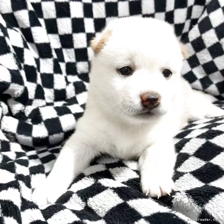 ID:2507-00871の子犬