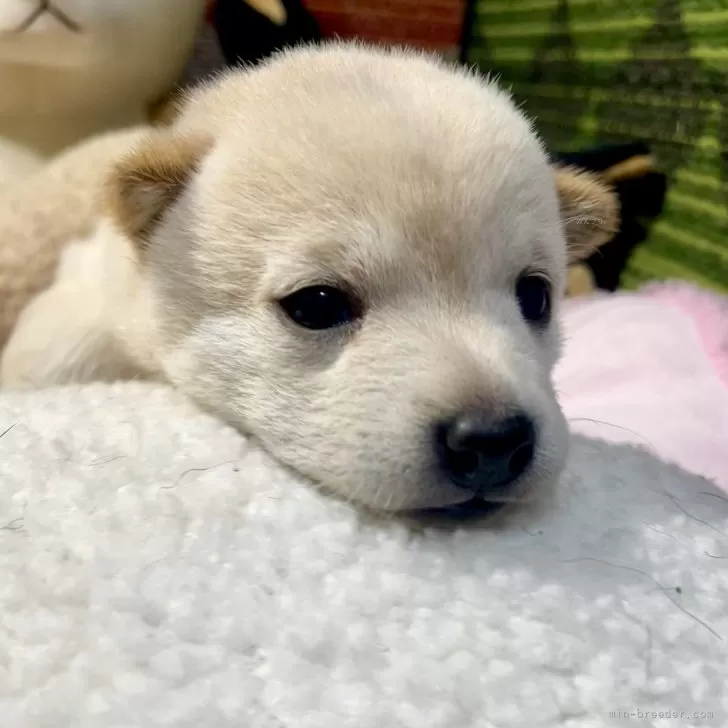 ID:2412-03887の子犬