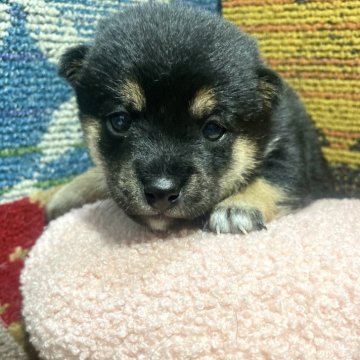柴犬(豆柴)【栃木県・女の子・2024年11月26日・黒】の写真「💚綺麗な柴化粧🥰✨美人ですよ🧡」