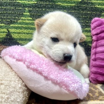 柴犬(豆柴)【栃木県・女の子・2024年11月26日・白】の写真「💛可愛い癒し顔🥰🧡💚💛」
