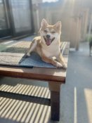 豆柴【・女の子・2022年5月30日・赤】「面倒見の良い😍優しいママですよ💛」