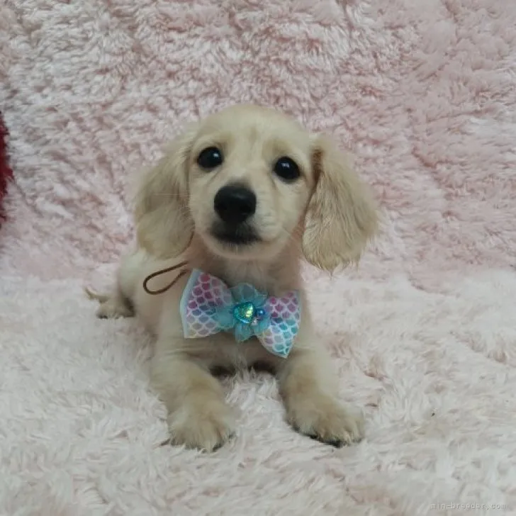 ID：2309-01106の子犬