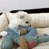 ポメマル(マルチーズ×ポメラニアン)【京都府・男の子・2025年12月29日・クリーム&ホワイト】の写真10