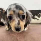 チワックス(チワワ×ダックスフンド)【京都府・女の子・2025年6月3日・シルバーダップル】の写真7