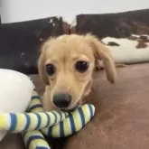 チワックス(チワワ×ダックスフンド)【京都府・女の子・2025年5月1日・クリーム】の写真11