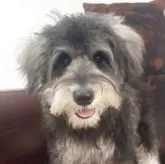 ミニチュアシュナウザー【京都府・女の子・2025年6月19日・ソルト&ペッパー】の写真11