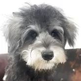 ミニチュアシュナウザー【京都府・女の子・2025年6月19日・ソルト&ペッパー】の写真12