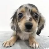 チワックス(チワワ×ダックスフンド)【京都府・女の子・2025年6月3日・シルバーダップル】の写真4