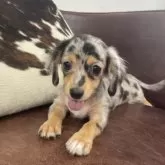 チワックス(チワワ×ダックスフンド)【京都府・女の子・2025年6月3日・シルバーダップル】の写真10