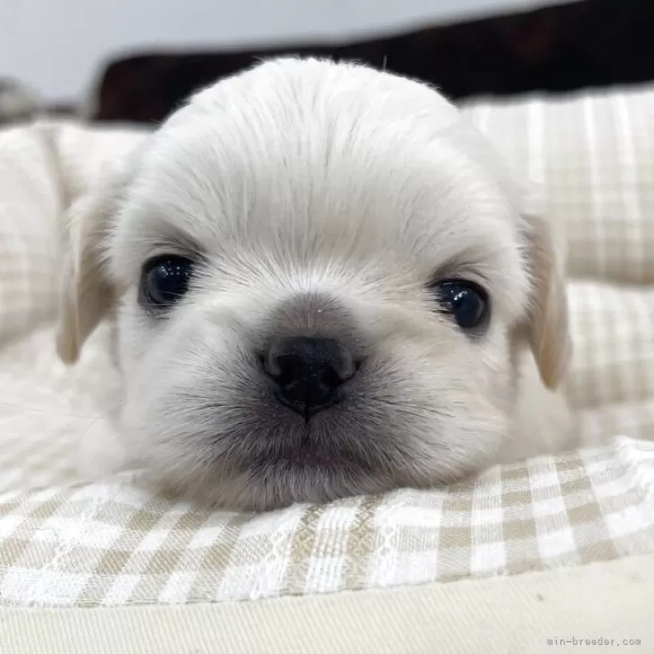 ペキチワ(チワワ×ペキニーズ)【京都府・女の子・2025年10月26日・クリーム&amp;ホワイト】の写真1