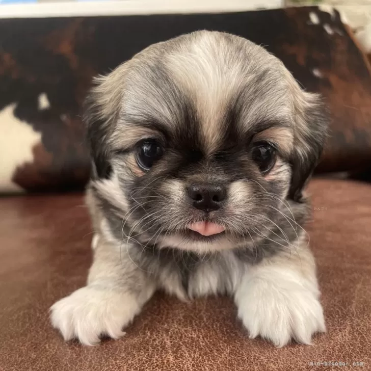 ID：2504-03943の子犬