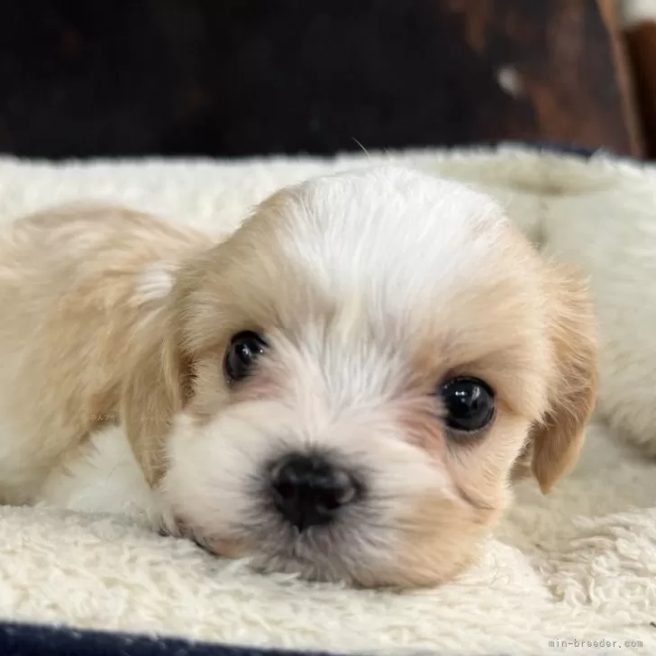 ID:2507-03749の子犬