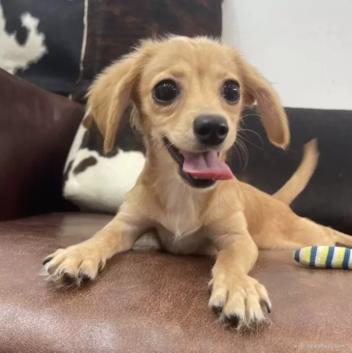 チワックス(チワワ×ダックスフンド)【京都府・女の子・2025年5月1日・クリーム】の写真1