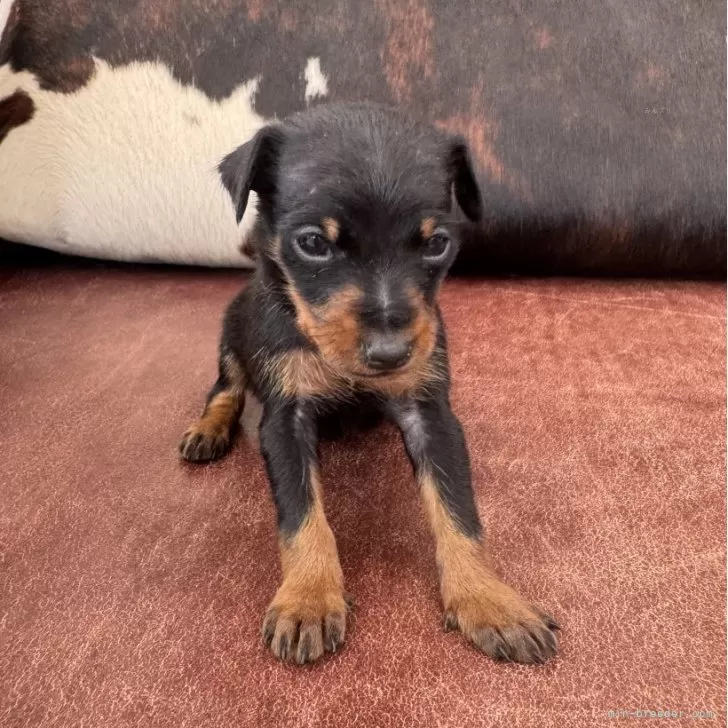 ID:2505-02371の子犬