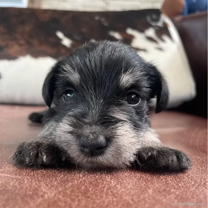 ID:2507-04555の子犬