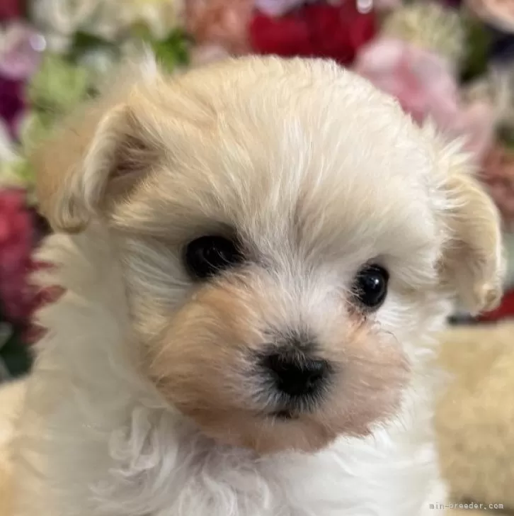 ID：2501-04139の子犬