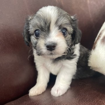 チワビション(チワワ×ビションフリーゼ)【京都府・男の子・2025年10月22日・パーティ】の写真「男の子です。」