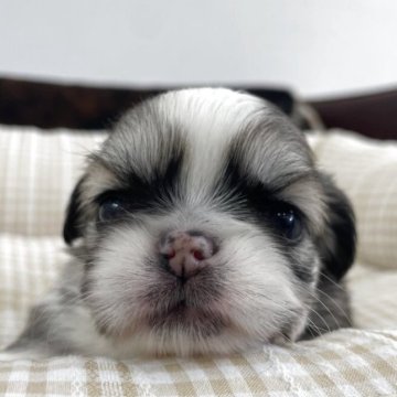 ペキチワ(チワワ×ペキニーズ)【京都府・女の子・2025年10月26日・フォーン】の写真「可愛い女の子です！」