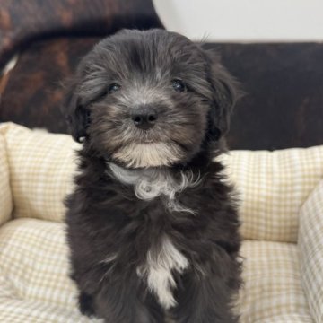 マルプー(マルチーズ×トイプードル)【京都府・男の子・2025年9月1日・ブラック&ホワイト】の写真「男の子です！」