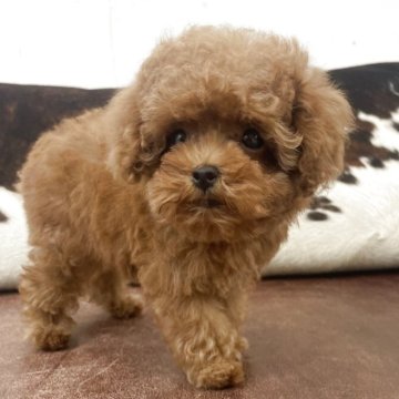 トイプードル(ティーカップ)【京都府・女の子・2025年8月20日・レッドフォーン】の写真「極小です。」