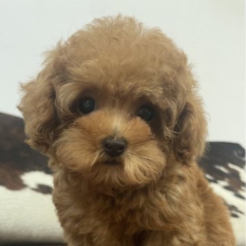 トイプードル(ティーカップ)【京都府・男の子・2025年8月20日・レッドフォーン】の写真「極小です！」