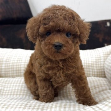 トイプードル(トイ)【京都府・男の子・2025年10月1日・レッドフォーン】の写真「可愛い男の子です！」