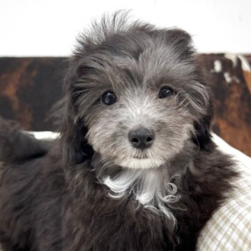 マルプー(マルチーズ×トイプードル)【京都府・男の子・2025年9月1日・ブラック&ホワイト】の写真「男の子です！」