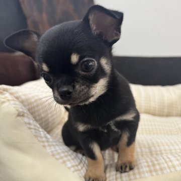 チワワ(スムース)【京都府・男の子・2025年9月1日・ブラック&タン】の写真「女の子です！」