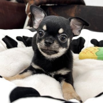 チワワ(スムース)【京都府・男の子・2025年9月1日・ブラック&タン】の写真「女の子です！」