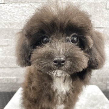 マルプー(マルチーズ×トイプードル)【京都府・女の子・2025年7月2日・ブラック&ホワイト】の写真「女の子です！」