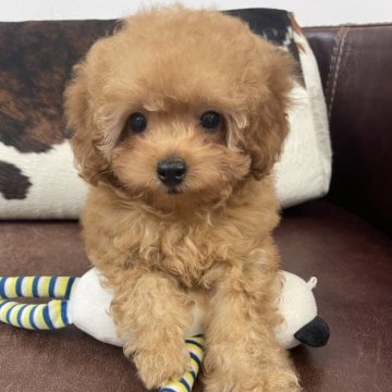 トイプードル(トイ)【京都府・男の子・2025年8月1日・レッドフォーン】の写真「男の子です！」