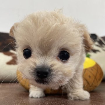 チワプー(トイプードル×チワワ)【京都府・女の子・2025年10月10日・クリーム】の写真「女の子です！」